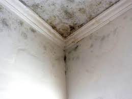 Trusted Glenwood, MN Mold Inspection Experts