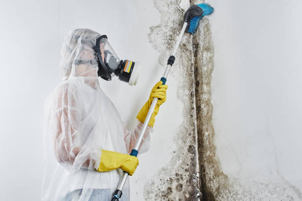 Why You Should Choose Our Mold Remediation Services in Glenwood, MN