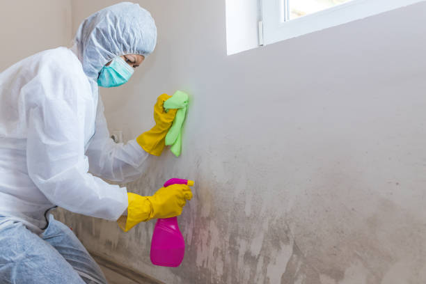 Best Mold Documentation for Insurance Claims  in Glenwood, MN